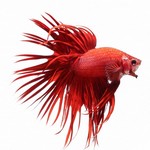 Siamese Fighters & Other Betta Siamese Fighters & Other Betta